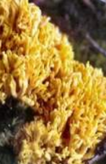 yellow coral.jpg